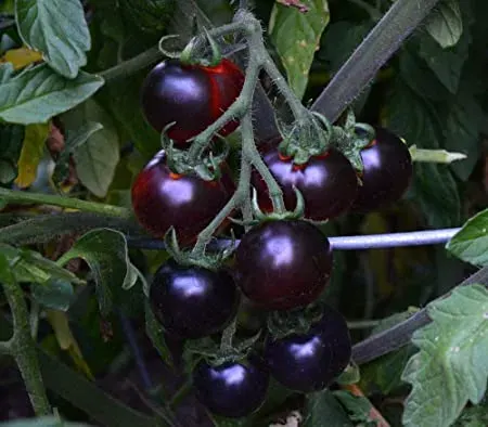 Sobre Semillas Tomate Antiguo Orgánico # 07 Blue Berries 15 Semillas2