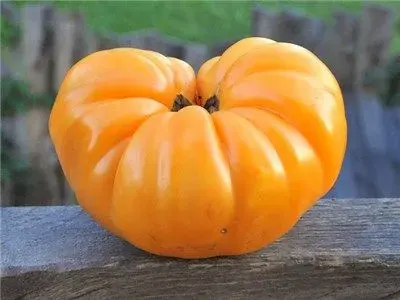 Sobre Semillas Tomate Antiguo Orgánico # 11 Dr Wyche´s Yellow 15 Semillas1