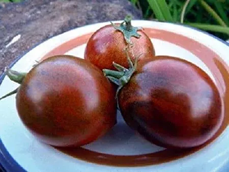 Sobre Semillas Tomate Antiguo Orgánico # 12 Dark Tiger 15 Semillas1