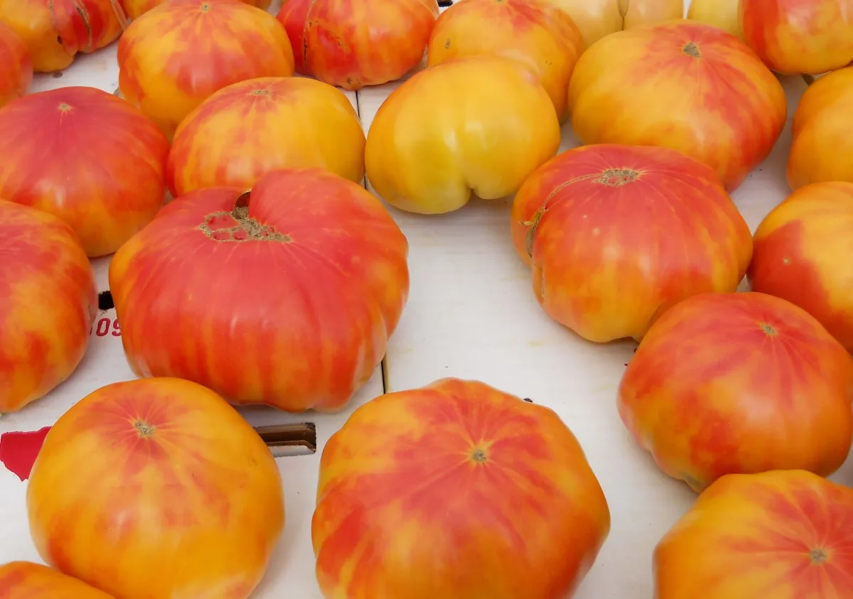 Sobre Semillas Tomate Antiguo Orgánico # 28 German Gold Strawberry 10 Semillas1