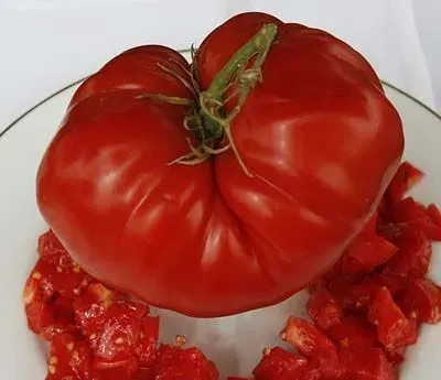 Sobre Semillas Tomate Antiguo Orgánico # 16 Champ 5 Semillas1