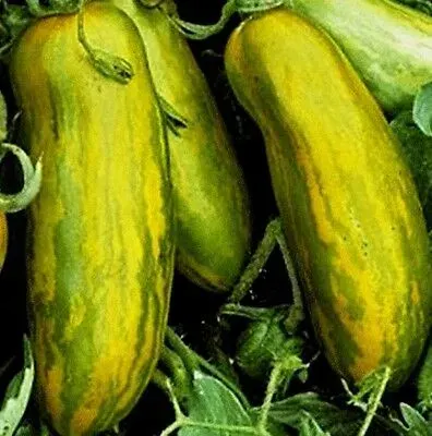 Sobre Semillas Tomate Antiguo Orgánico # 25 Green Sausage 10 Semillas2
