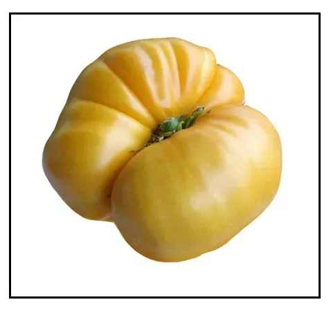 Sobre Semillas Tomate Antiguo Orgánico # 36 Chuck´s Yellow 15 Semillas2