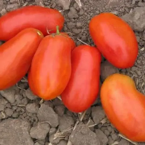 Sobre Semillas Tomate Antiguo Orgánico # 24 Italian Paste 10 Semillas1