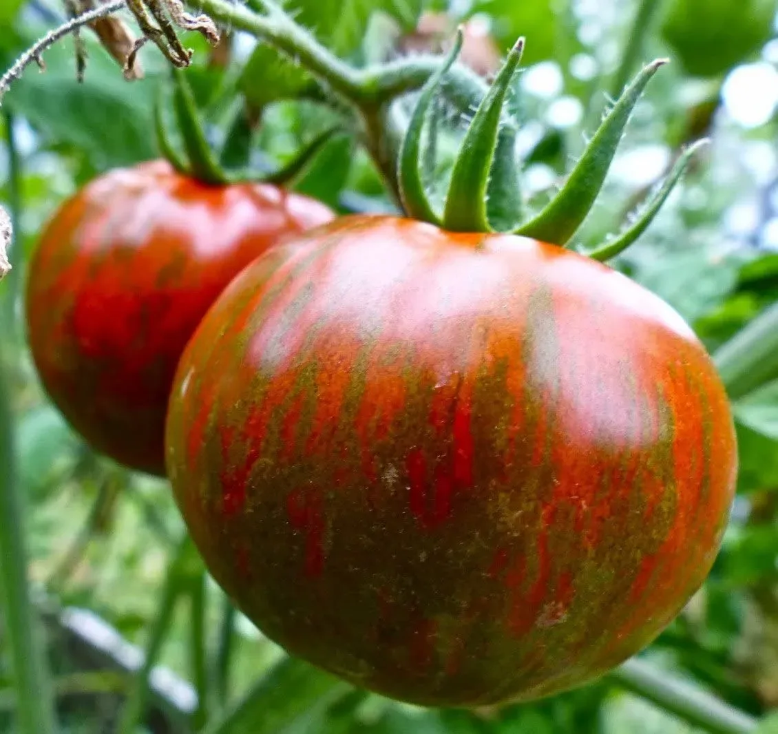 Sobre Semillas Tomate Antiguo Orgánico # 26 Black Zebra 10 Semillas2