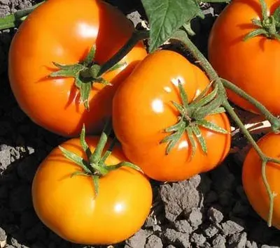 Sobre Semillas Tomate Antiguo Orgánico # 21 Gary Ibsen´s Gold 10 Semillas1