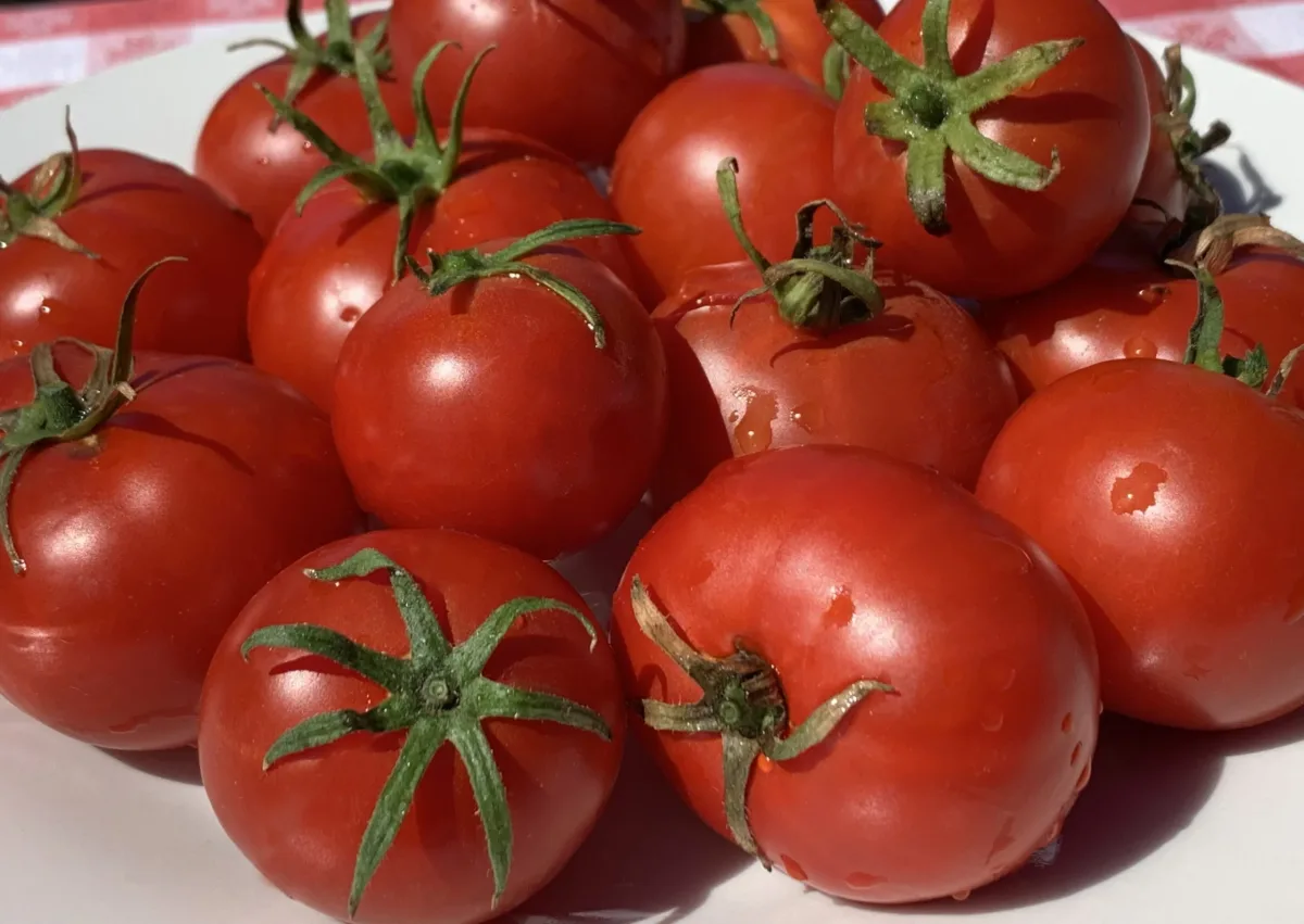 Sobre Semillas Tomate Antiguo Orgánico # 38 Aurora 10 Semillas2