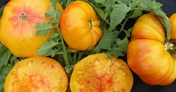 Sobre Semillas Tomate Antiguo Orgánico # 29 Georgia Streak 5 Semillas2