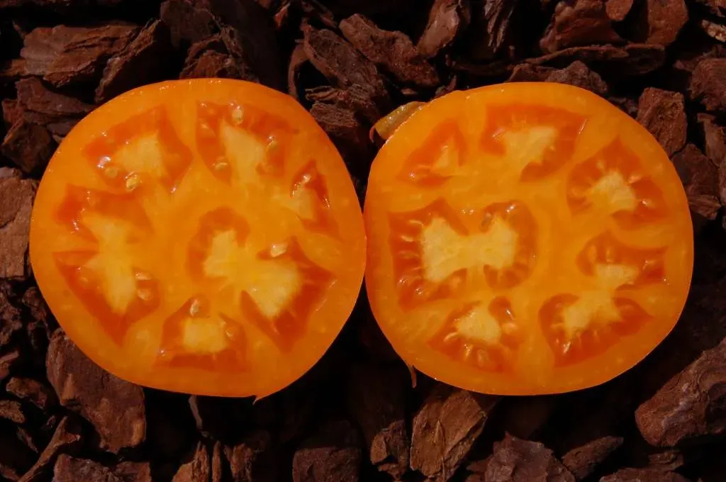 Sobre Semillas Tomate Antiguo Orgánico # 23 Dad´s Sunset 15 Semillas2