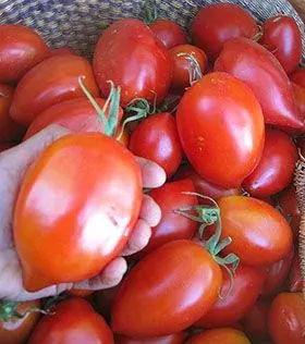 Sobre Semillas Tomate Antiguo Orgánico # 31 Myona 5 Semillas2
