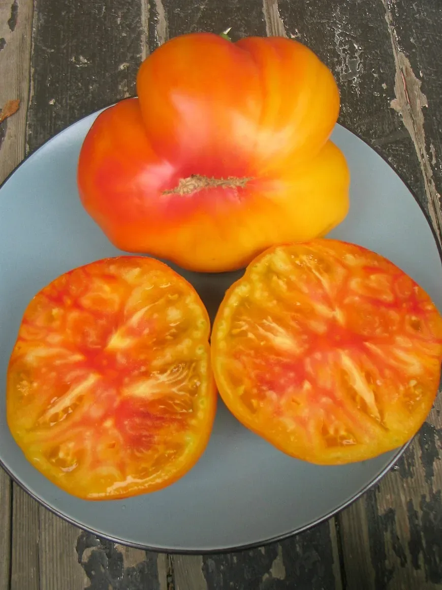 Sobre Semillas Tomate Antiguo Orgánico # 27 Gold Medal 15 semillas1