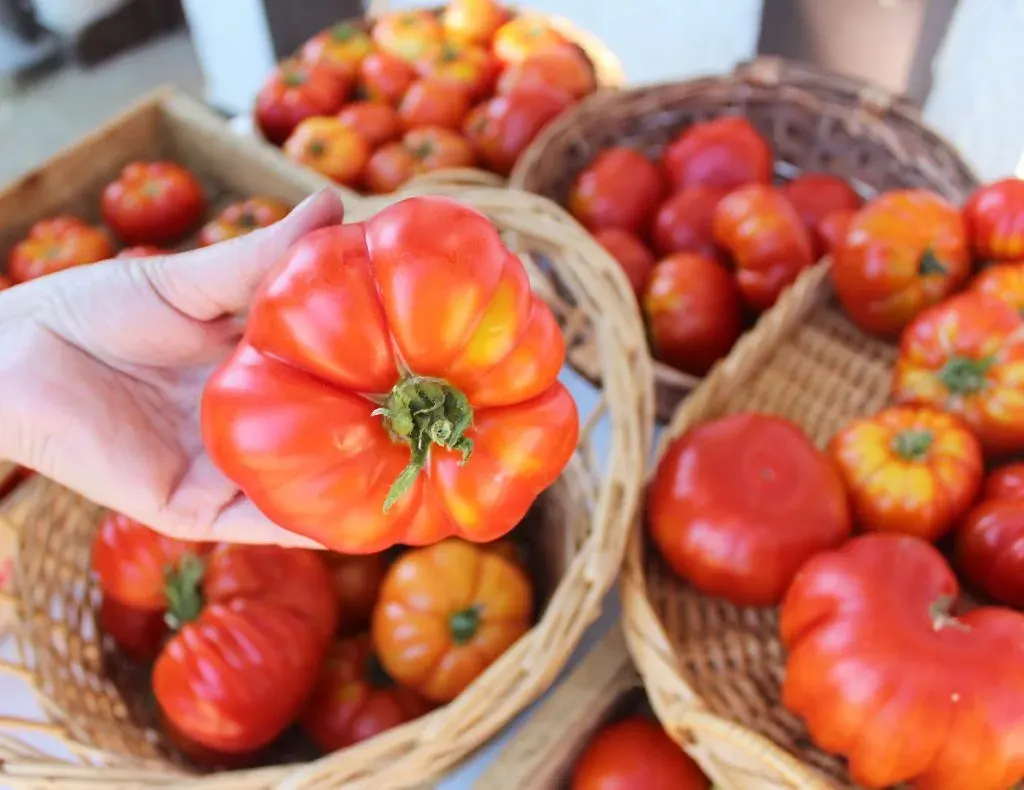Sobre Semillas Tomate Antiguo Orgánico # 03 Limachino 15 Semillas1