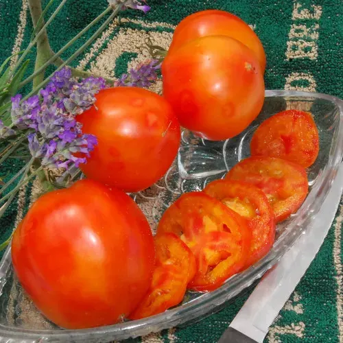 Sobre Semillas Tomate Antiguo Orgánico # 13 Peppermint 10 Semillas1