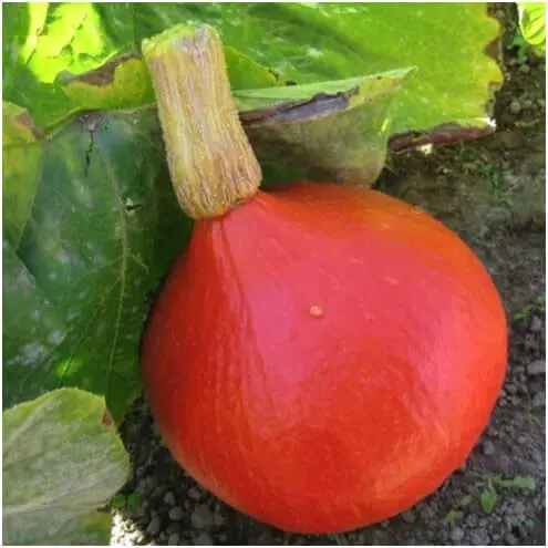 Semillas zapallo Uchiki Kuri 20 semillas1