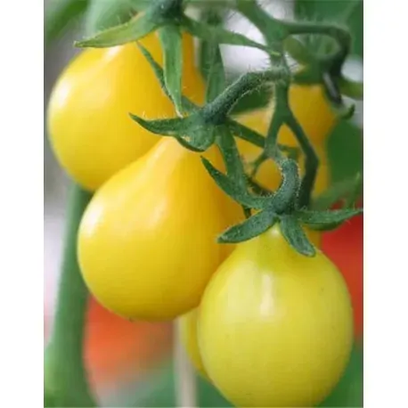Sobre Semillas Tomate Antiguo Orgánico # 42 Cherry Pera Amarillo1