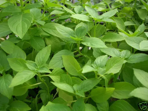 Semillas albahaca limón 1 gramo1