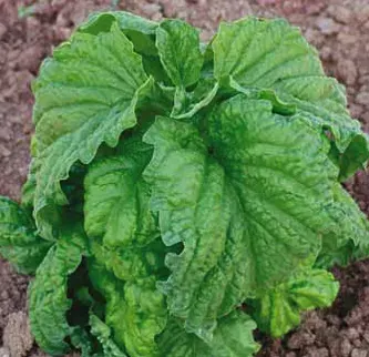Semillas de Albahaca hoja de lechuga 5 gramos1
