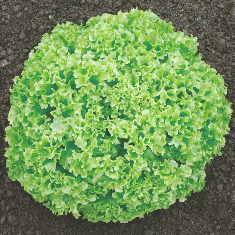 Lechuga Orgánica Lady Blonde 3 Gramos1