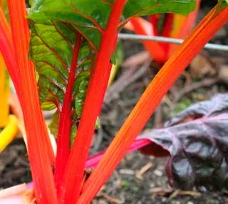 Semillas Acelga Penca Naranja 2 gramos1