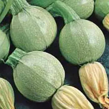 Semillas zapallo italiano bola blanca libre de químicos 3 gr1