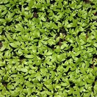 Semillas de berro enano 0.5 gramos1