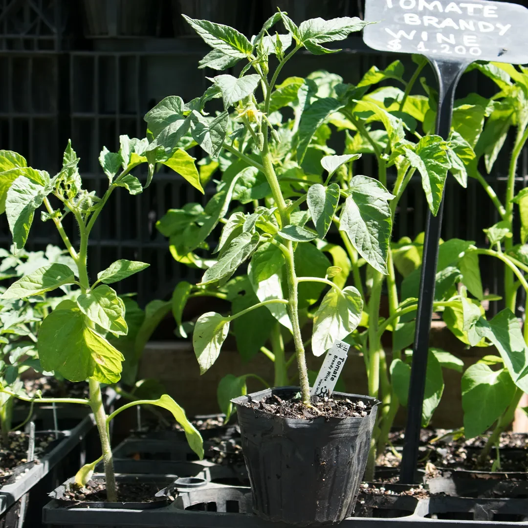 Planta de tomate herencia Dark tiger1