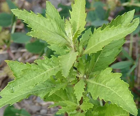 Semilla Paico libre de químicos 0,2 gramos1
