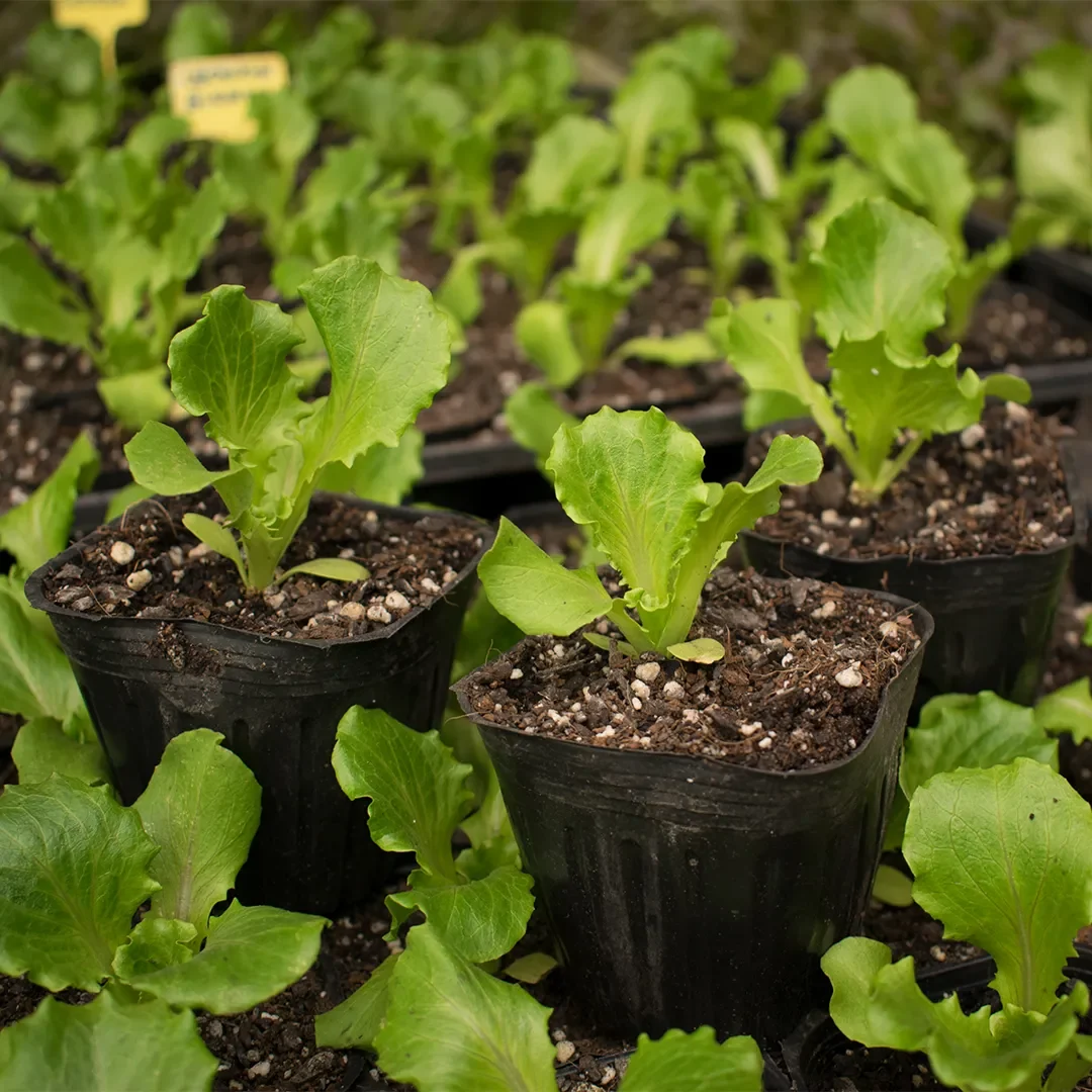 Oferta Lechuga 3 plantas 3x1200 Milanesa1