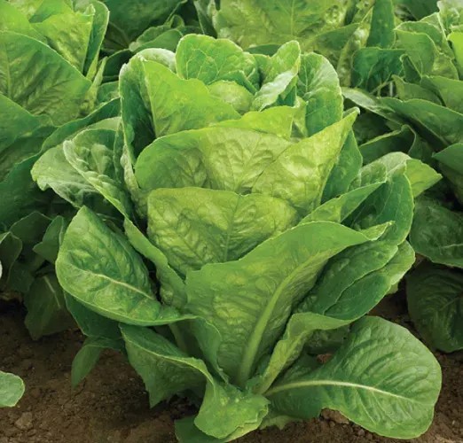 Semillas Peletizadas Lechuga Costina Matelote 3 gr1