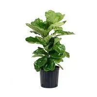 Planta de Interior Ficus Lyrata Grande1