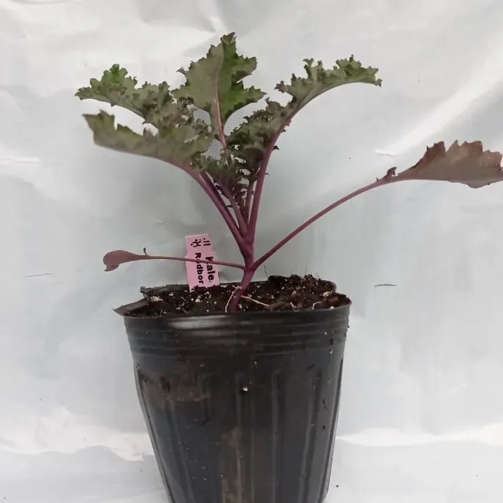Planta Mostaza Double Face1