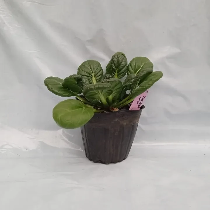 Planta individual Tat Soi Verde1