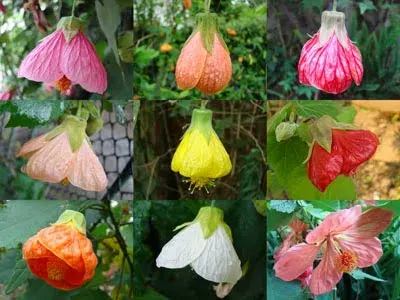 Abutilon Blanco2
