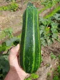 Zapallo Semillas 2 gr Italiano Bassuco1