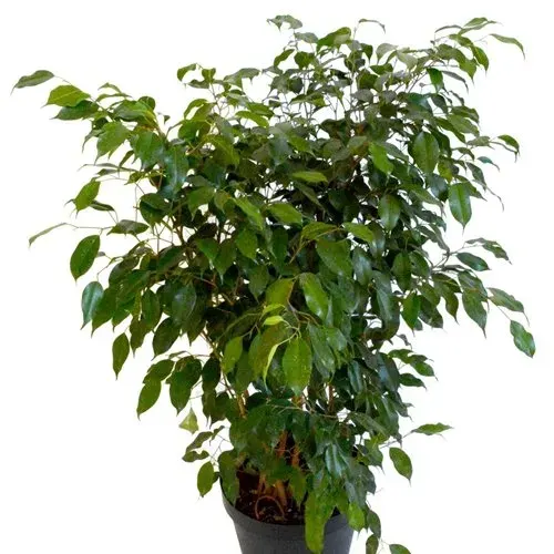 Planta de Interior Ficus Benjamina verde normal1