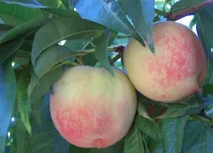 Árbol Frutal Durazno Kurakata (Blanquillo)1