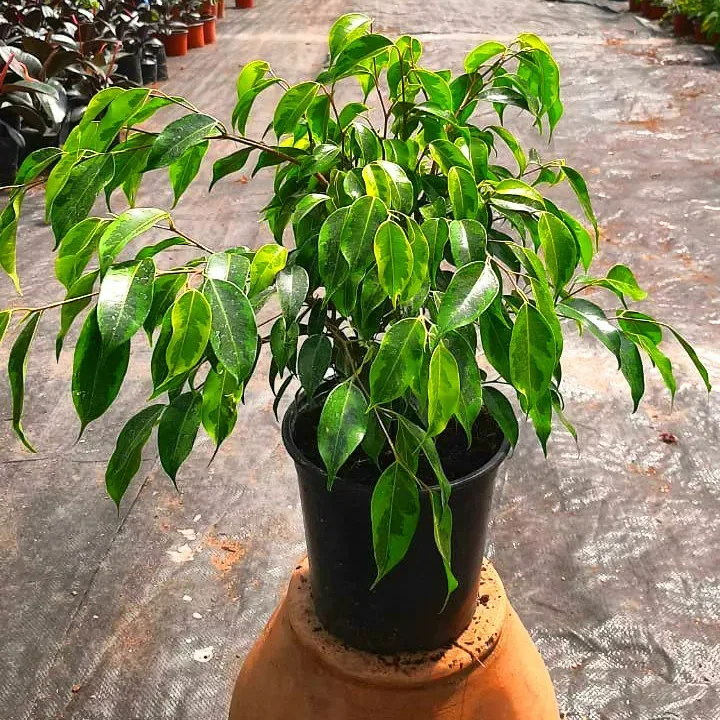 Planta de Interior Ficus Anastasia mediano1