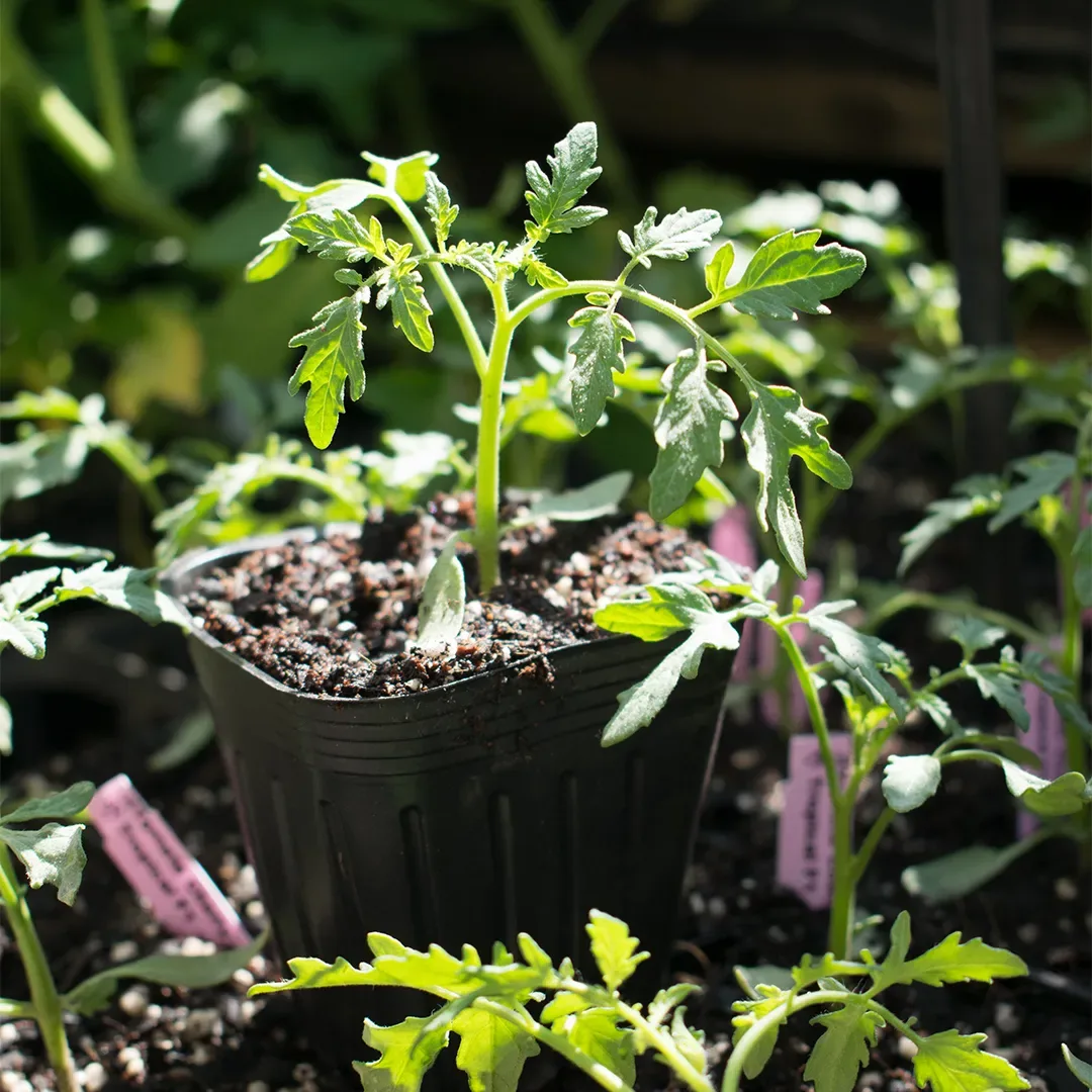 Planta tomate Cherry rojo1