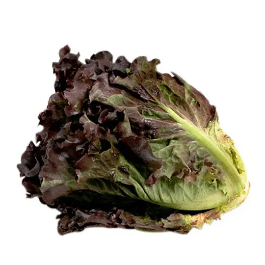 Lechuga Orgánica Milanesa Roja 3 Gramos1