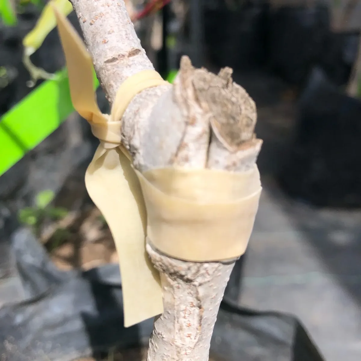 Cinta elástica para injertar biodegradable 20 cm2