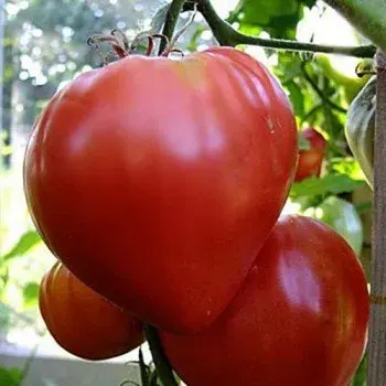 Planta de tomate herencia De la Isla1