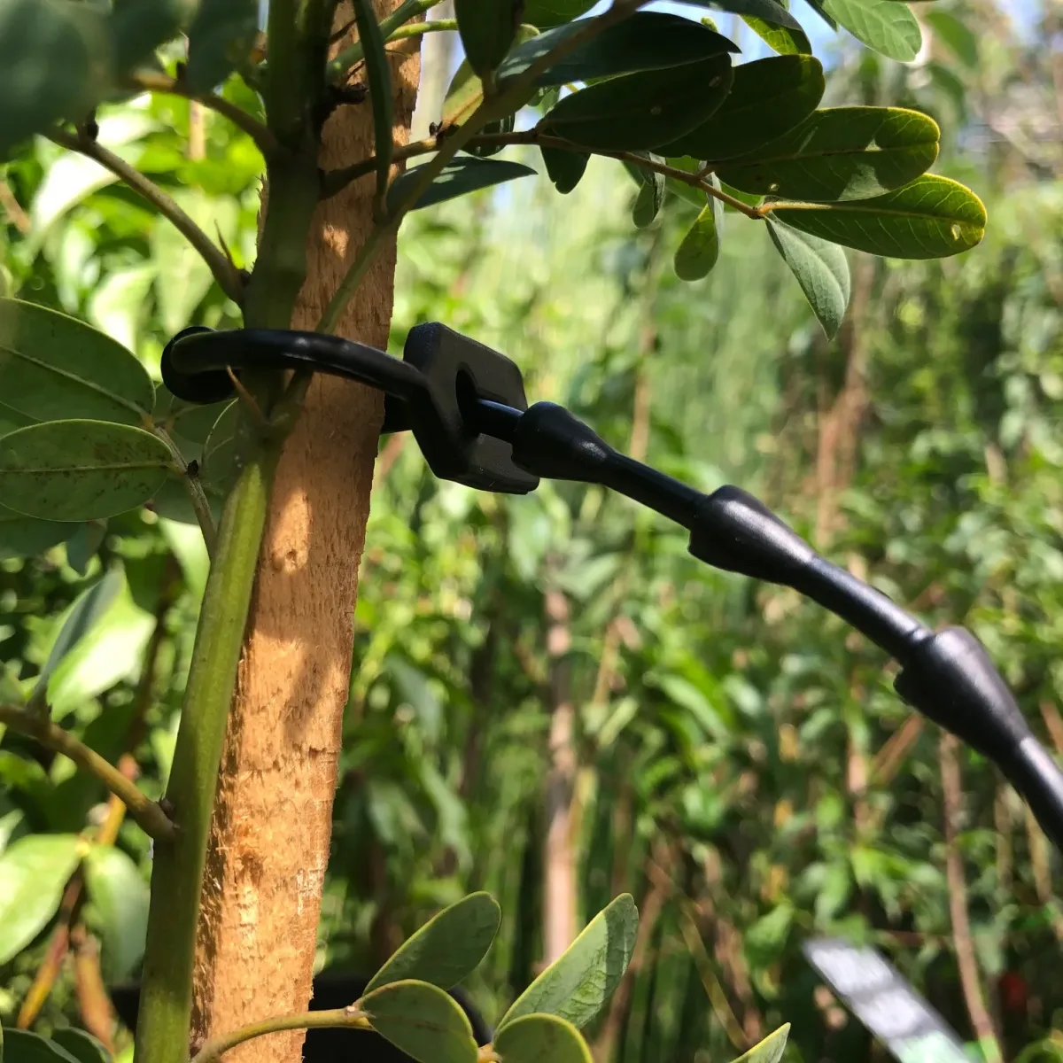Amarra P/Plantas y Arboles Profesional reutilizable de goma 21 cm2