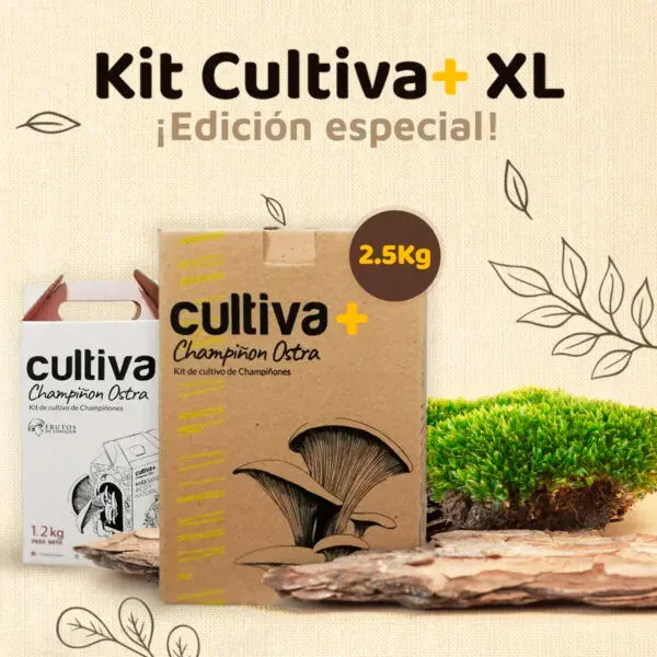 Kit de autocultivo de Champiñon Ostra1