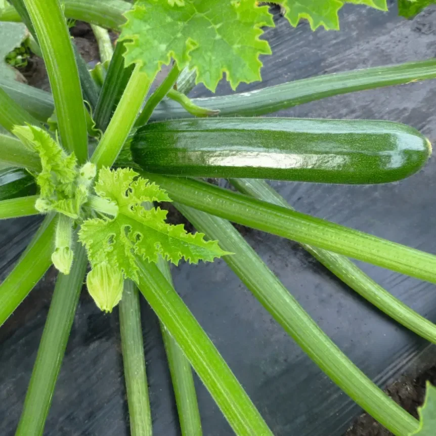 Mini Zapallo Italiano Zuchini Ladoga F1 40 días 10 semillas1