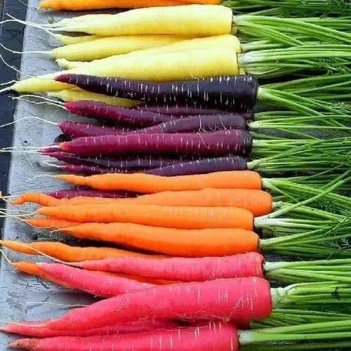 Mix de zanahorias F1 Naranja, amarilla, roja y púrpura 1 gr2