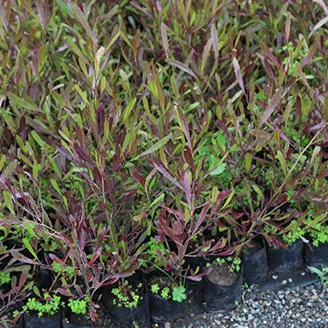 Estenocarpo Rojo Planta en bolsa de 30 cm2