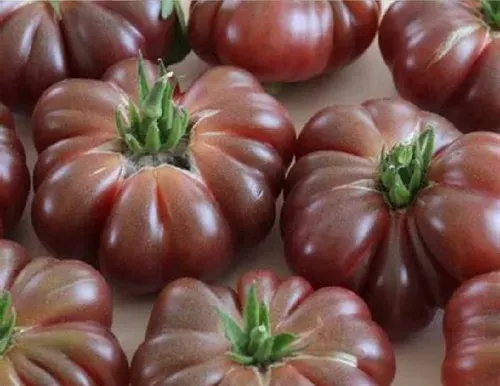 Sobre Semillas Tomate Antiguo Orgánico # 49 Purple Calabash 5 semillas1
