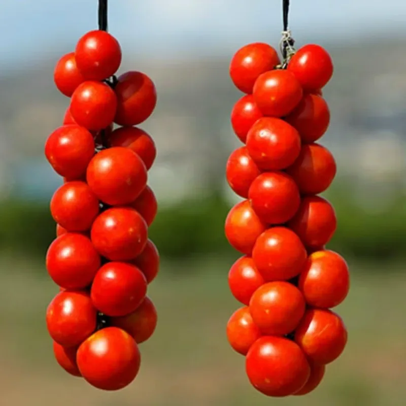 Sobre Semillas Tomate Antiguo Orgánico # 50 De Colgar 10 semillas1