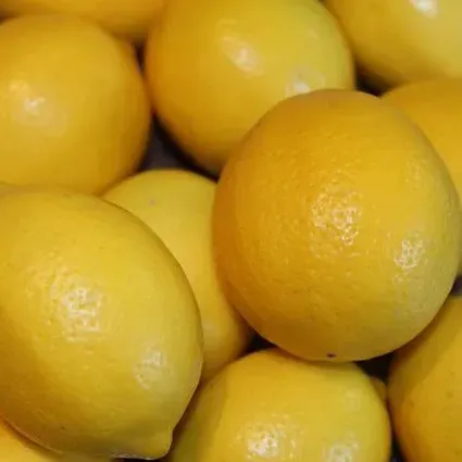Árbol Frutal Limón Meyer grande1