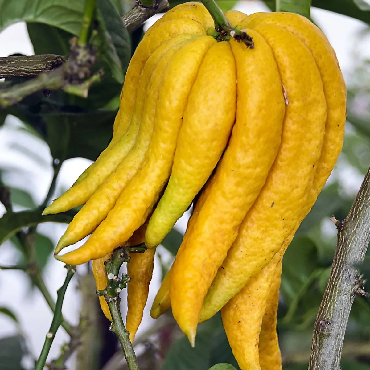 Arbol Mano de Buda Grande Mano de Buda1